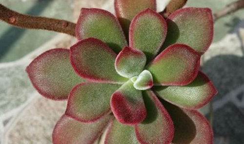 锦晃星养护要点是什么？如何让多肉植物更加鲜艳