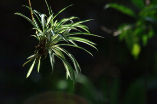 香茅草美图哪里找？海量精选等你来发现