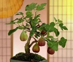 苗木选择和上盆技巧