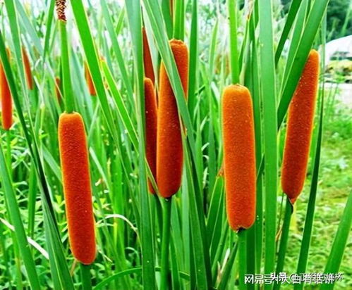 奇特的植物：长形像棕榈树