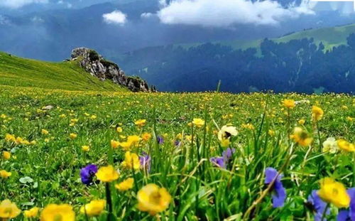 吐哈盆地的滴灌黑科技