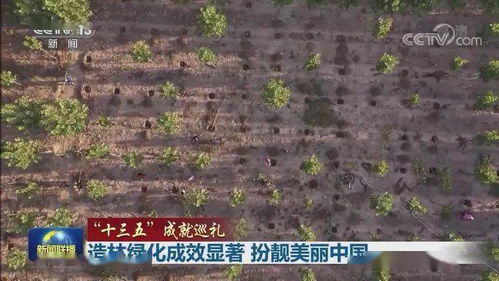 圆柏球的美丽风景线