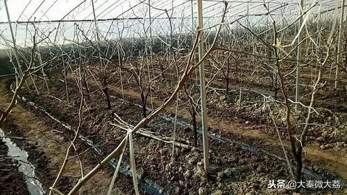 种植前的准备工作