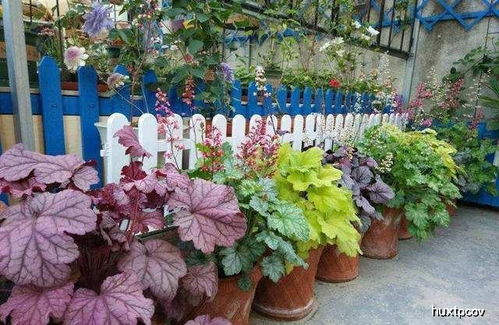 色彩斑斓的波斯菊