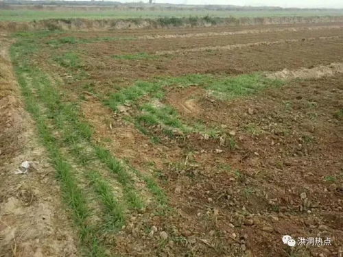 农村小菜园的打理：从妈妈到媳妇