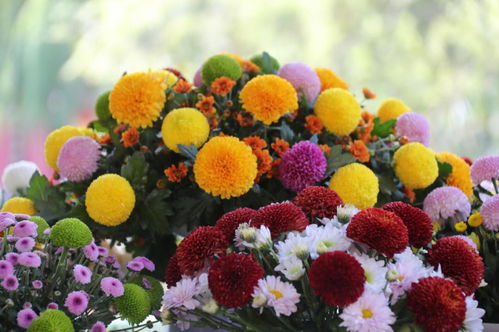“爆款花卉之王：菊花盛宴”