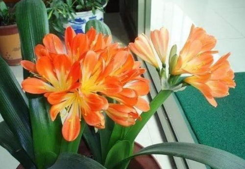 新手种花避坑指南