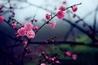 “梅花枝繁，如何修剪