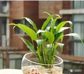 白掌清洗与多菌灵消毒：转水培前的关键步骤