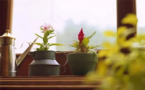 浇水那些事儿，你真的懂吗？