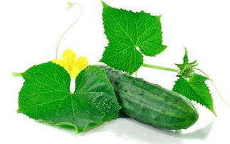 自制农药，环保又健康