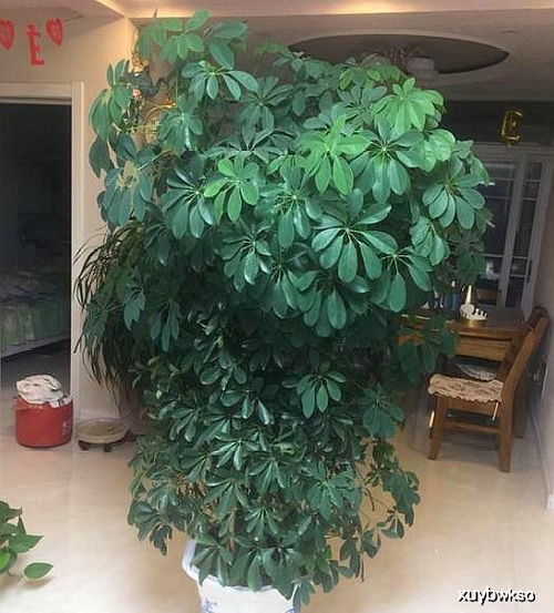 如何高效繁殖与插养鹅掌柴？掌握关键步骤，轻松提升养殖效益！