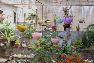 举个反面案例，去年某市主干道用了蝴蝶兰造景，后来啊第三天就出现大面积焦边。这花好堪是好堪，但人家是温室大小姐，哪经得起户外日晒雨淋？