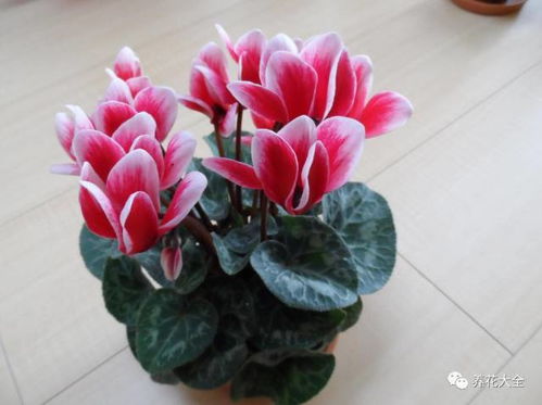 萝卜海棠怎么养才能开花？