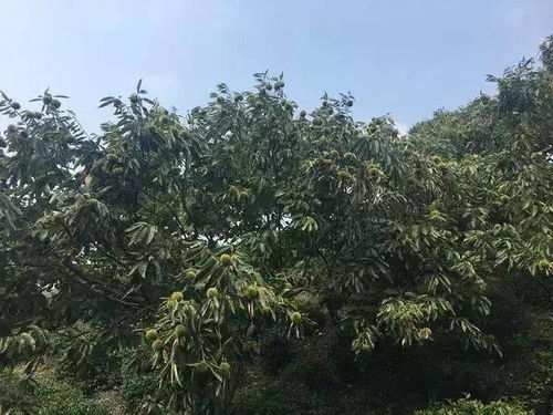 板栗树种植与管理，需关注土壤、水分、病虫害防治等关键环节