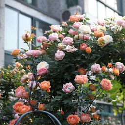 格拉汉托马斯：黄色系的温柔佳人