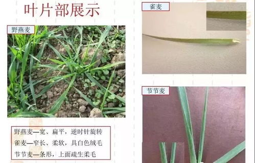 禾本科杂草的克星