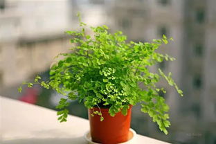 四季常青的花卉品种推荐