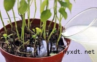 肥料投毒，植物命丧黄泉