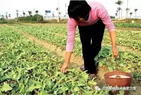 网页资讯图片视频 搜索 丹参种植禁区揭秘：这三大致命错误让你血本无归！ 打开原网页