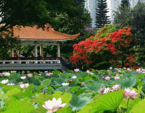 洪湖公园：荷花飘香， 水上乐园