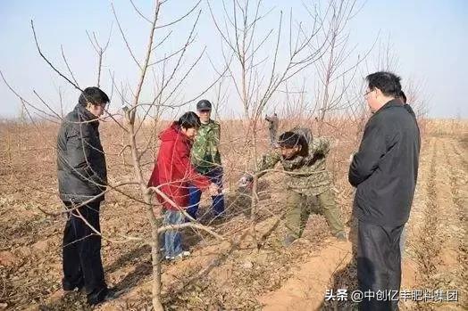 夏天桃树修剪，得这样来搞！
