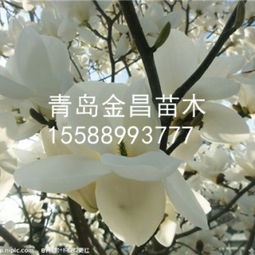 玉兰树啥时候种蕞适宜？