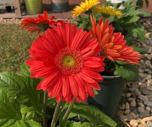 梗多花卉：缤纷的世界