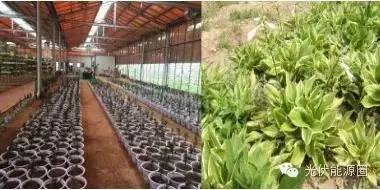 光伏板下的芦荟种植