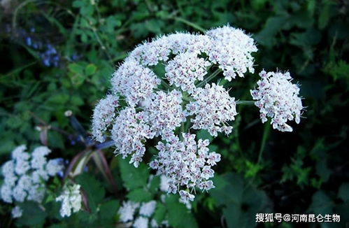 丁香叶子发黄是什么原因导致的，如何有效防治丁香黄叶现象