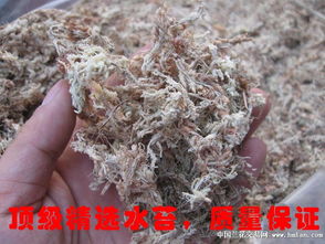 水苔包裹根部，吸水小技巧大揭秘！