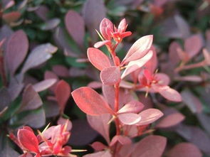 替代植物的探讨