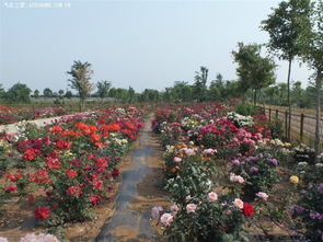 月季园， 花的海洋