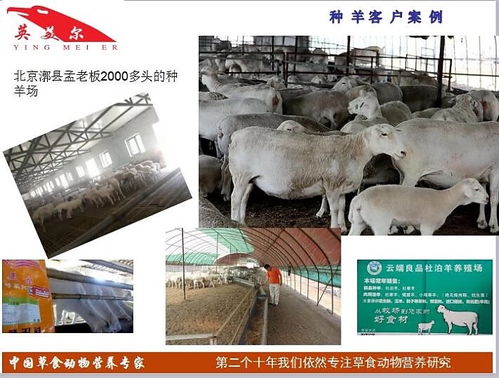 加强养殖环境管理，优化饲料营养