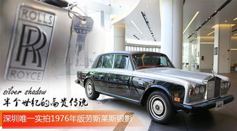 银影月季的花瓣颜色之谜