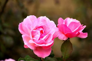 立冬后的月季花开之谜