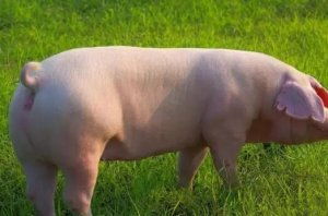 如何有效应对猪支原体肺炎频发，保障猪场健康