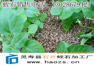 膨珊瑚用蛭石扦插，如何提高成活率