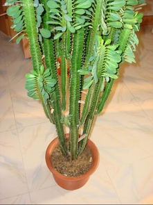 龙骨花营养不足，叶子怎么歪的？