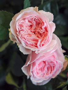 那这个友禅小春月季适合在什么季节种植呢？