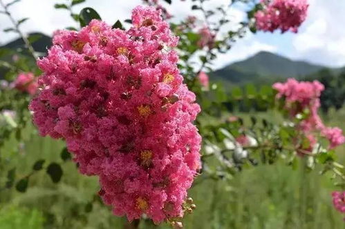 实景用法小技巧