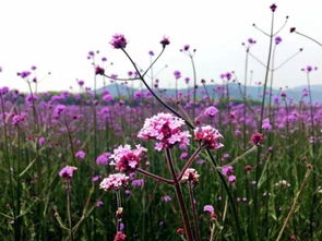 花毛茛开花时间是几月？错过花期怎么办