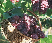 地窖储存有讲究，分类摆放别拥挤！