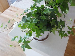 高盆适合种什么植物？让你的家瞬间焕发光彩
