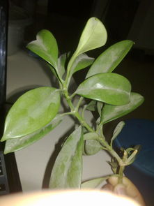 1. 迷你吊兰：小巧玲珑， 生命力顽强