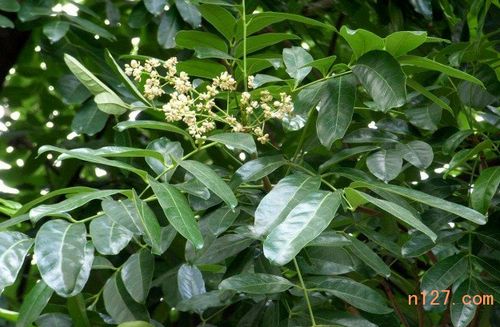 桃花芯木在南方生长是否适宜？