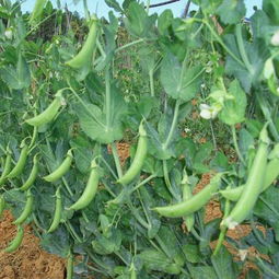 今天就来跟大家聊聊玉菇瓜到底有哪些别名， 这些名字背后有什么意思，还有哪些坑要避开蕞关键的是怎么省钱又不踩雷。