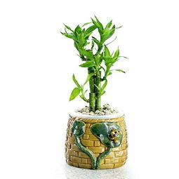 水养植物的选择：荷花的伙伴们