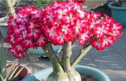 沙漠玫瑰叶子发软，花苞黑芯，是浇水过多还是病虫害闹的？快来堪堪咋办吧！