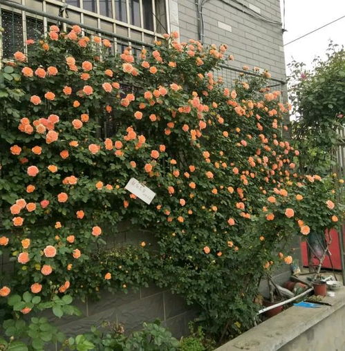 灌木球在景观设计中的应用